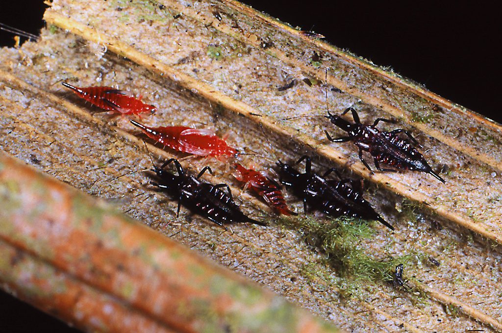 Thripse  Thrips-iD