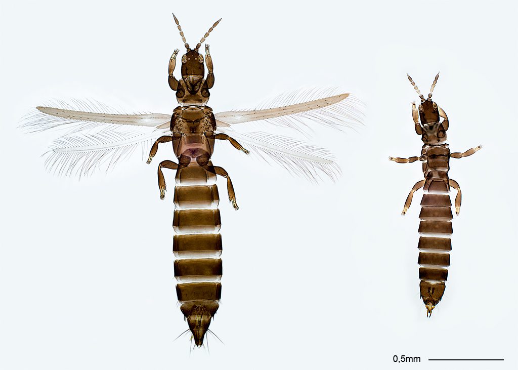 Zwei ChirothripsArten C. manicatus und C. hamatus Insekten nur