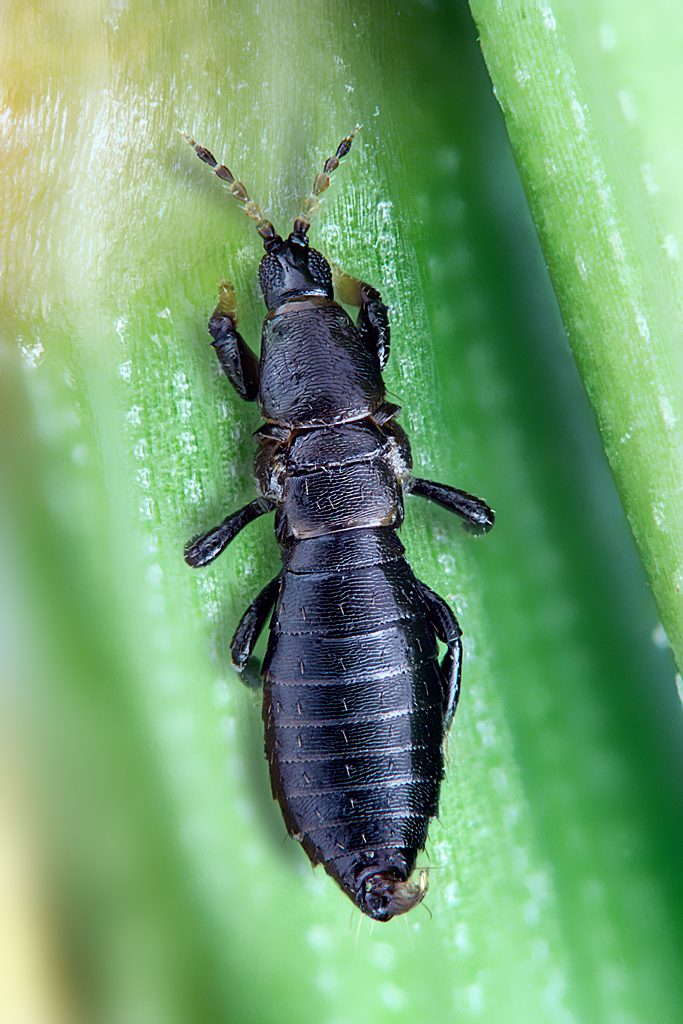 Zwei ChirothripsArten C. manicatus und C. hamatus Insekten nur