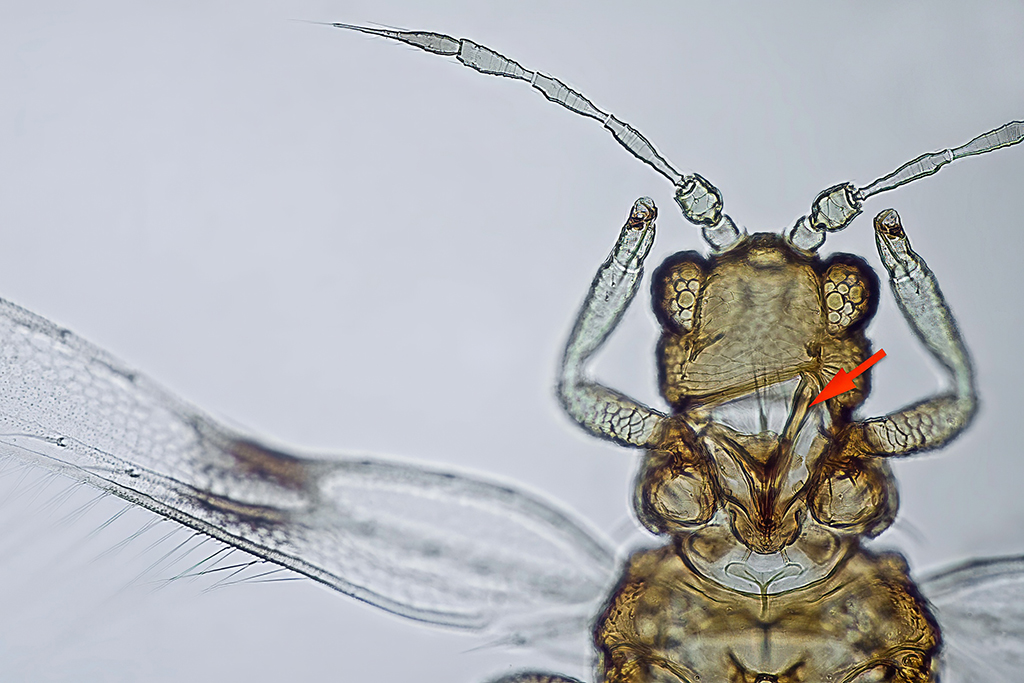Parthenothrips dracaenae  Thrips-ID English