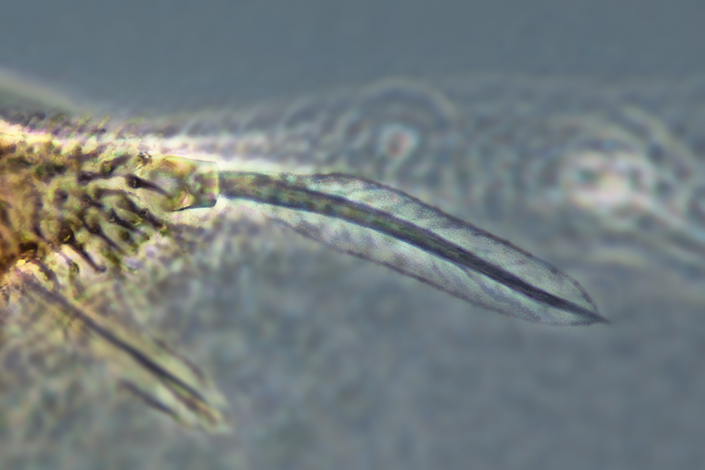 Parthenothrips dracaenae  Thrips-ID English