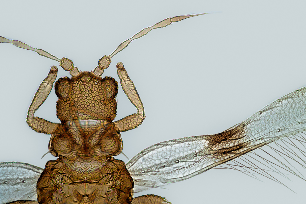 Parthenothrips dracaenae  Thrips-ID English