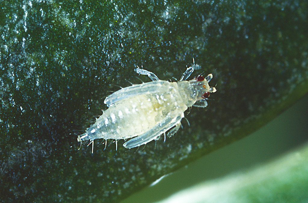Parthenothrips dracaenae  Thrips-ID English