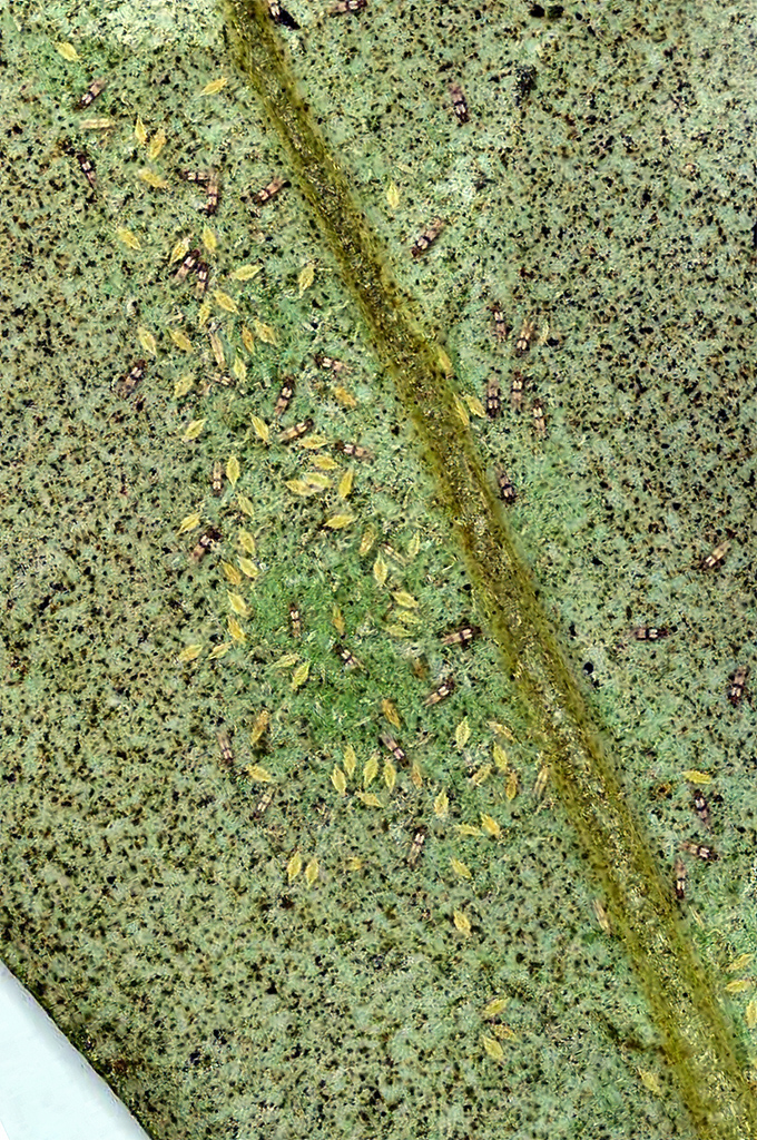 Parthenothrips dracaenae  Thrips-ID English