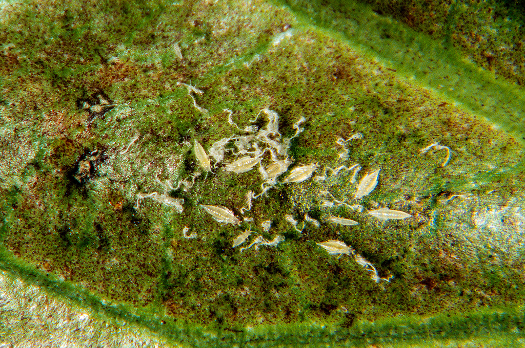 Parthenothrips dracaenae  Thrips-ID English