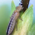 thrips