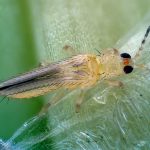 thrips