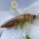 Flower Thrips